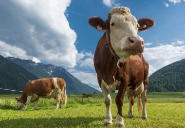 Alp otlağında iki inek.