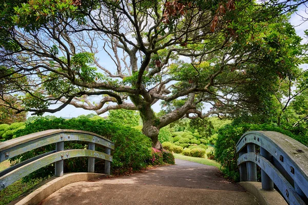 Hermoso árbol en el jardín japonés — Foto de Stock