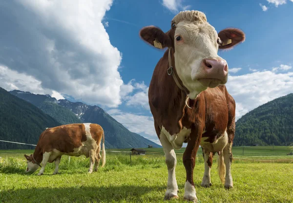 Alp otlağında iki inek.