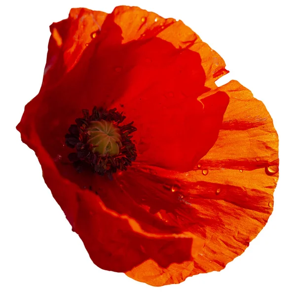 Red poppy flower isolated on white. — Stock Photo, Image