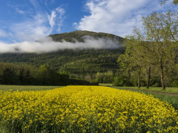 Campo de colza en primavera. —  Fotos de Stock