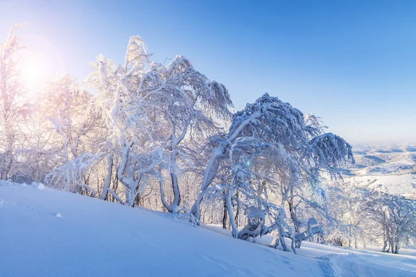 Increíble mañana de invierno . — Foto de Stock