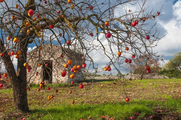 Persimmon fruits on a tree. — Stock Photo, Image