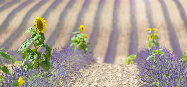 Kwitnące słoneczniki i lawenda w Valensole, Prowansja, Francja. — Zdjęcie stockowe