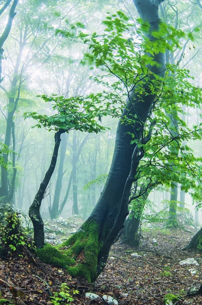 Wet foggy forest with moss covered trees and leaves waving on th — Stock Photo, Image