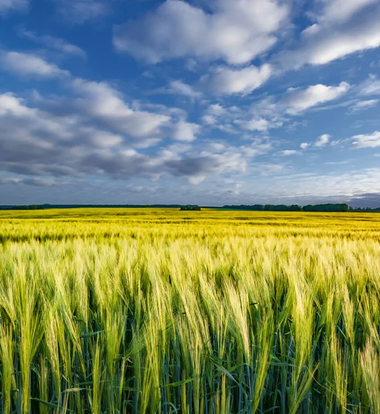 Spikes Winter Wheat Growing Spring Vibrant Countryside Landscape Beginning Farming — Stock Photo, Image