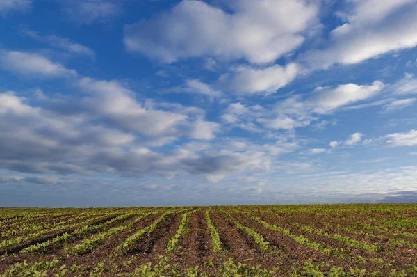 Uprawiane Pole Błękitne Niebo Wiosną Słoneczny Krajobraz Wiejski Rolnictwo Wiosną — Zdjęcie stockowe