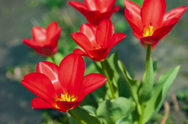 Bright Red Tulip Flowers Spring Flower Bouquet Selective Focus Foreground — Stock Photo, Image