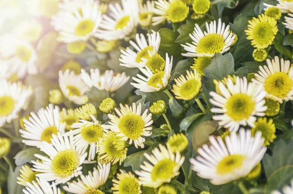 Fiori Giardino Sfondo Sinuoso Con Sfocatura Artistica Brillamento Focus Centro — Foto Stock