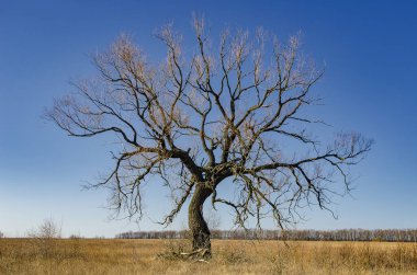 Büyük kuru yapayalnız ağaç. Küresel ısınma yüzünden su eksikliği.