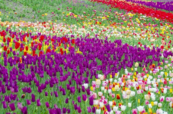 Colorful Tulip Field Focus Center — Stock Photo, Image