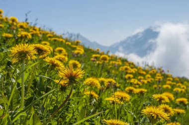 Baharda İsviçre 'de alp otlaklarında taze sarı karahindibalar..