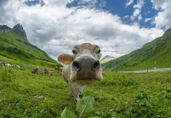 Funny cow face. Cows on alpine pasture in Austria.