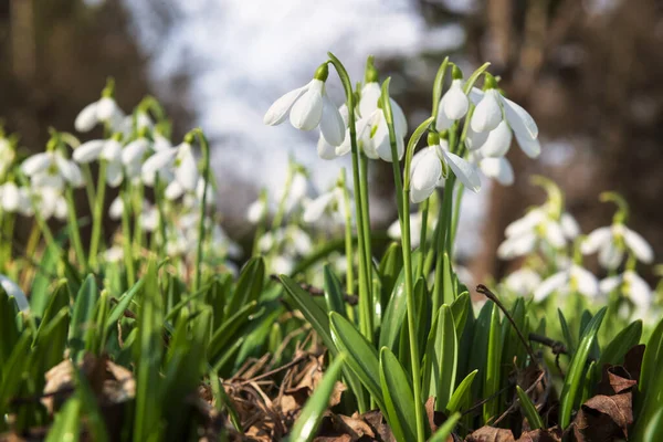 Красиві Білі Весняні Снупи Квіти Сонячному Лісі — стокове фото