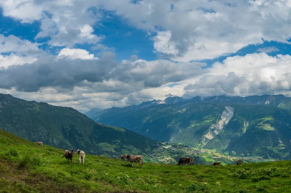 Szwajcarskie Krowy Wysokim Alpejskim Pastwisku Produkcja Mleka Szwajcarii Rolnictwo Ekologiczne — Zdjęcie stockowe