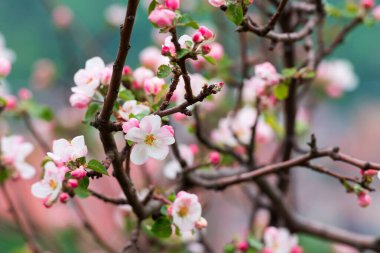 Elma ağacındaki çiçeklerle bahar arkaplanı, seçici odak