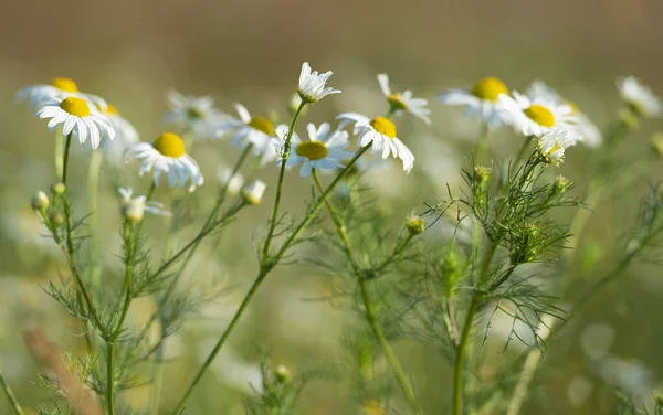 美しいデイジーやカモミールの花 浅い焦点 暖かい色 — ストック写真