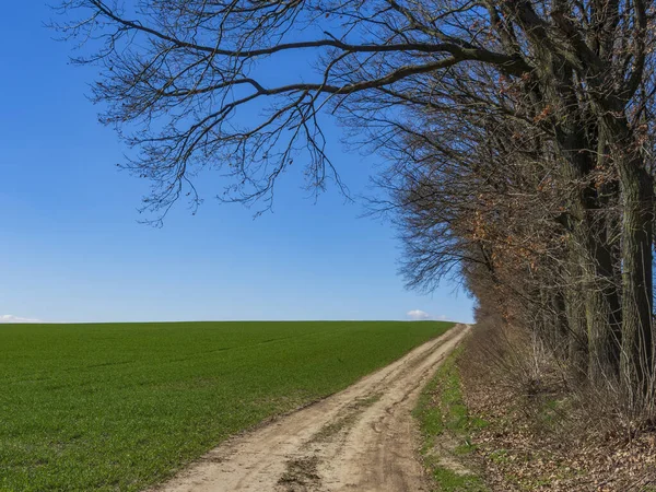 Bella Strada Sterrata Attraverso Campo Verde Campagna Tranquillo Paesaggio Rurale — Foto Stock