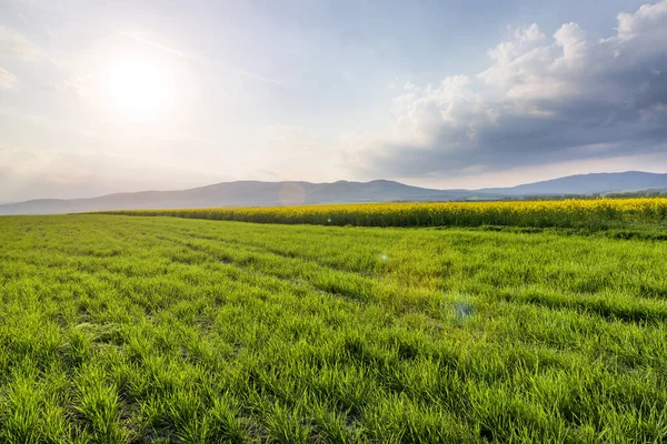 Beautiful Spring Landscape Green Wheat Field Yellow Canola Flowers Mountains — Stock Photo, Image