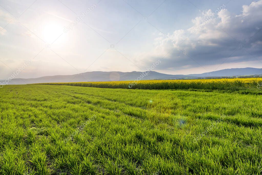 Beautiful spring landscape with green wheat field, yellow canola flowers and mountains on the background