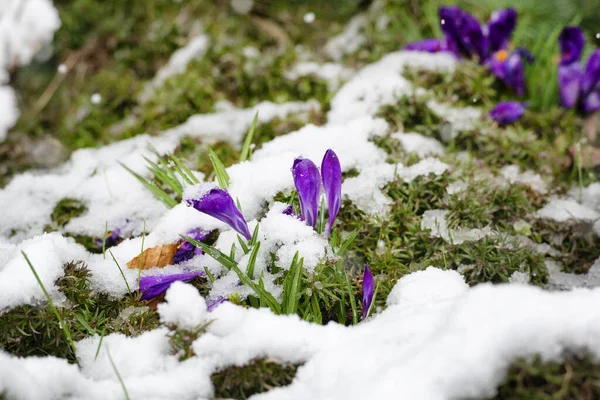 Flores Croco Primavera Cobertas Neve — Fotografia de Stock