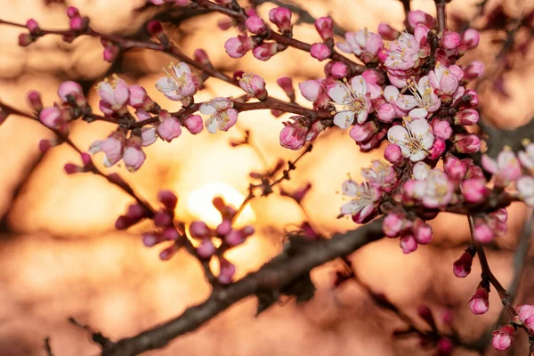 Удивительные Розовые Соцветия Фоне Закатного Неба — стоковое фото