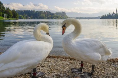 Bled Gölü 'nde iki kuğu. Slovenya 'da popüler bir dönüm noktası.