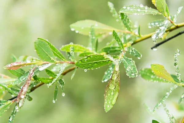 Folhas Verdes Primavera Com Gotas Chuva Água Recurso Precioso Tempos — Fotografia de Stock