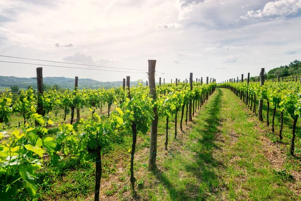 Vigneto Primavera Valle Vipava Slovenia — Foto Stock