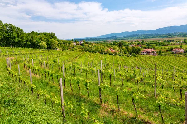 Чудовий Сільський Краєвид Весняним Виноградником Віпавській Долині Словенія — стокове фото
