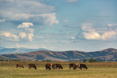 Kuzey Makedonya 'daki Pelagonia vadisinde otlayan inekler.