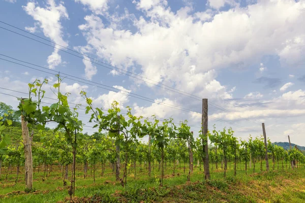 斯洛文尼亚的葡萄园景观 Vipava山谷的葡萄种植 — 图库照片