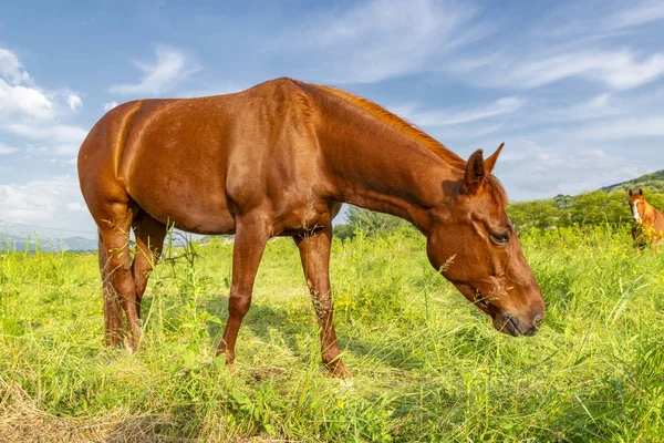 棕色的马在高山牧场上吃草 斯洛文尼亚Vipava山谷的耕作 — 图库照片
