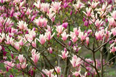 Ağacın üzerinde çiçek açan manolya çiçekleri olan bahar çiçekleri.