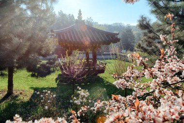 Kyiv 'deki Kore bahçesinde çiçek açan bahar ağaçları ünlü pagoda' nın bir kopyasıyla