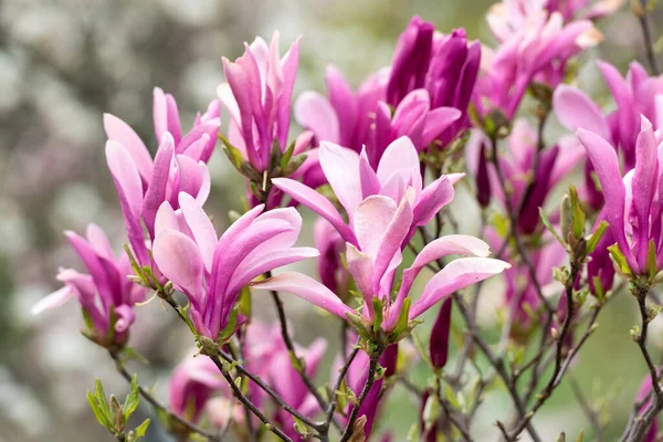 Hermosas Flores Magnolia Rosa Árbol Fondo Natural — Foto de Stock