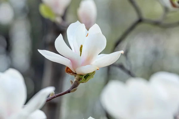 Hermosa Flor Magnolia Blanca Tierna Árbol Enfoque Selectivo — Foto de Stock