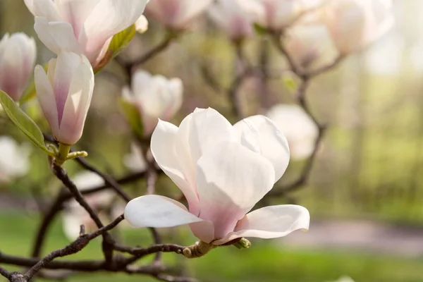 Closeup Bud Magnolia Blomst Haven Med Sollys - Stock-foto