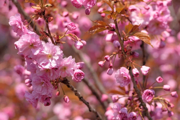 Красивые Цветущие Цветы Сакуры Фон — стоковое фото
