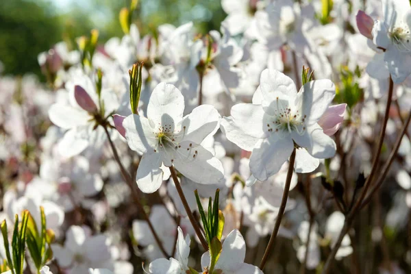 Fundo Floral Primavera Com Flores Rododendro Branco — Fotografia de Stock