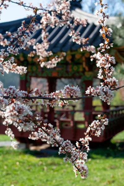 背景には桜と韓国塔の開花 — ストック写真