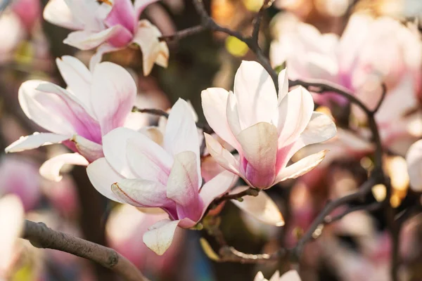 Красивые Розовые Цветы Магнолии Дереве Весенний Фон — стоковое фото