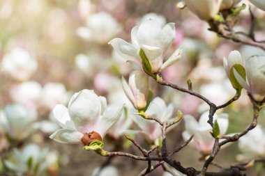Sabah güneşiyle parlayan güzel beyaz manolya çiçekleri.
