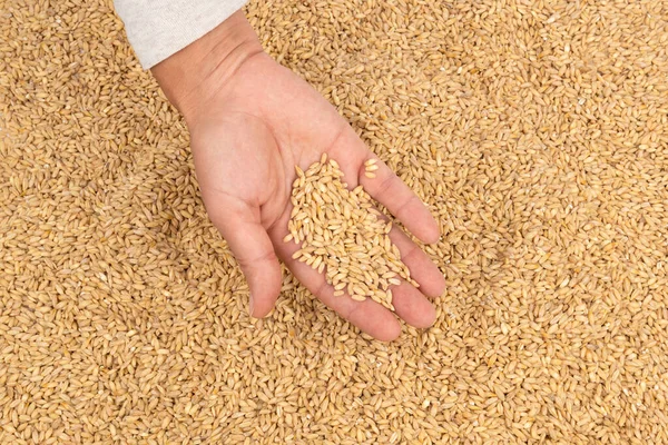 穀物倉の背景にライ麦全粒手 — ストック写真