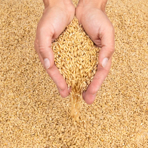 Mãos Com Grãos Cereais Derramando Para Baixo Conceito Crise Alimentar — Fotografia de Stock