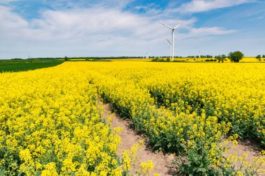 Rüzgâr santrali türbinleri lanet olası kolza tohumu tarlasında. Polonya ve Avrupa 'da yenilenebilir enerji