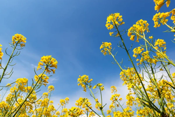Bright Yellow Canola Flowers Vivid Blue Sky — Stock Photo, Image