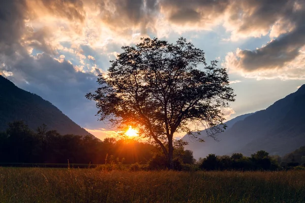Pôr Sol Nas Montanhas Com Incríveis Cores Céu Com Árvore — Fotografia de Stock
