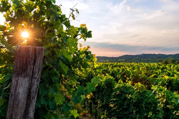 Promienie Słońca Przechodzące Przez Liście Winogron Winnicy Dolinie Vipava Słowenia — Zdjęcie stockowe