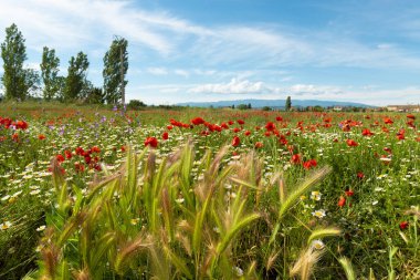 Provence 'de kır çiçekleri açıyor. Fransız kırsalına kartpostal..